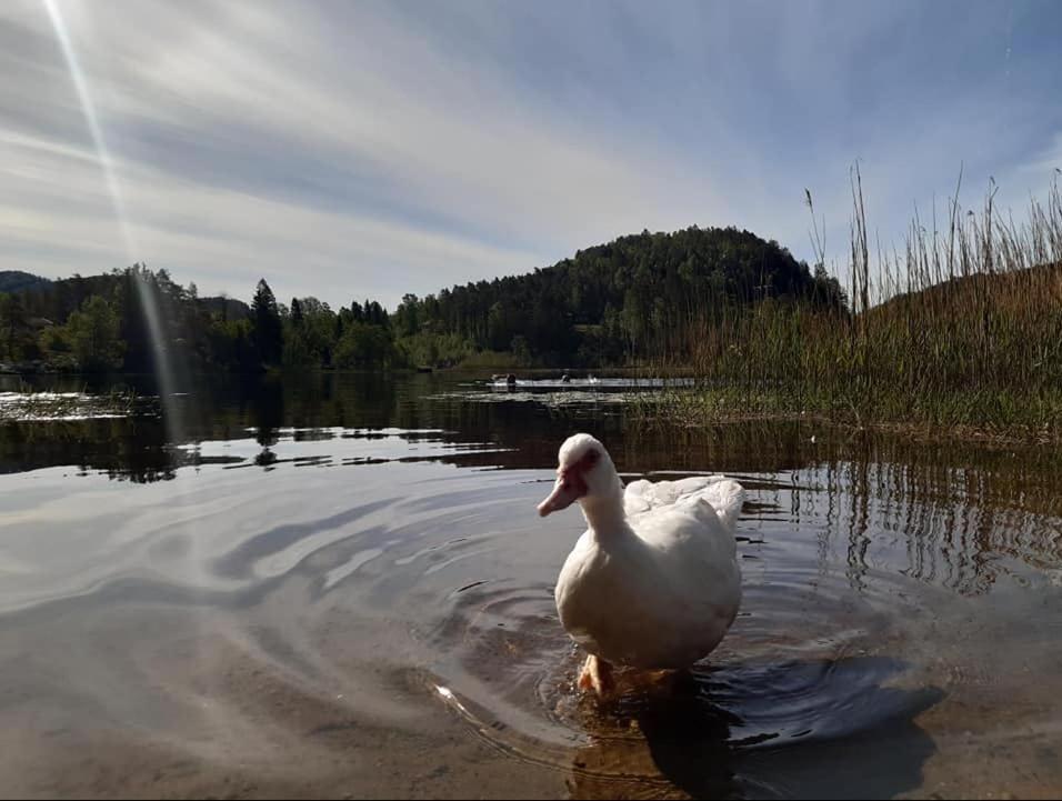 Svindland Camping Kvinesdal Exterior foto